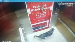 فیلم حادثه خطرناک برای سگ در آسانسور