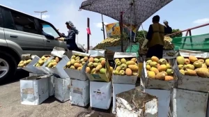 ببینید؛ گلابی خاردار یمن؛ از میوه‌ای وحشی تا عنصری ثابت در سفره مردم