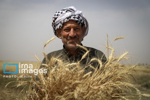 اقدام جدید وزارت جهاد برای کشاورزان/ قیمت نان کاهش مییابد؟
