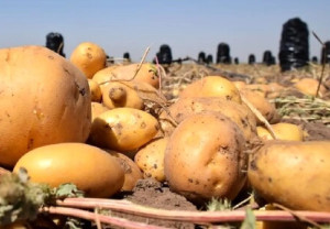 قیمت سیبزمینی نصف شد