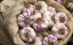 طعم اول سیر ایران از مزارع همدان میآید