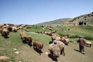 تأکید بر رفع مشکلات دامداران، دامپروران و کشاورزان