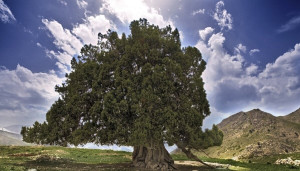 پیرترین زن و مرد ایران را بشناسید + عکس
