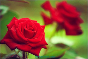 فال روزانه جمعه ۲۷ تیر ۱۴۰۴