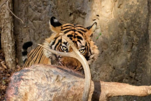 شکار گوزن توسط ببر جلوی چشمان گردشگران | ویدئو
