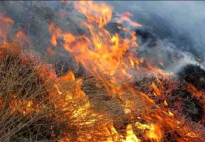 پشت پرده آتشسوزی در جنگلهای زاگرس