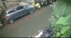 فیلم واکنش تند سگ به پرتاب سنگ