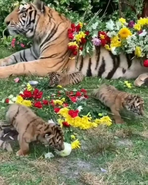 فیلم اولین غرش توله ببرهای وحشی