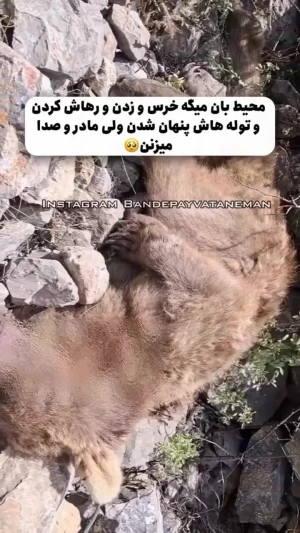 فیلم صحنه دلخراش جان دادن خرس مادر در برابر چشمان تولههایش در ایران / محیط بان جگرسوخته منتشر کرد