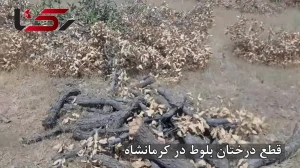 قیمت مرگ بلوط: دو درخت ۵۰ ساله، فقط ۳۰۰ هزار تومان / مرگ تدریجی جنگلهای بلوط کرمانشاه + فیلم