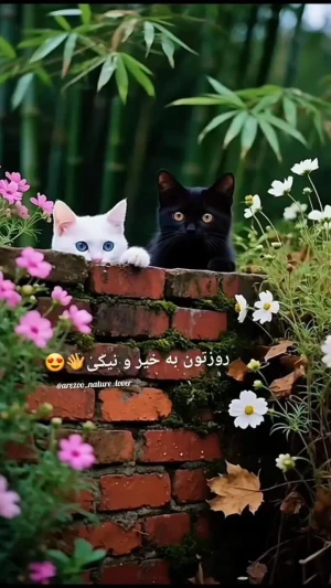 فال ابجد 25 تیر + فیلم