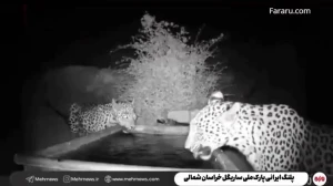 ببینید؛ آب خوردن دو پلنگ در پارک ملی ساریگل