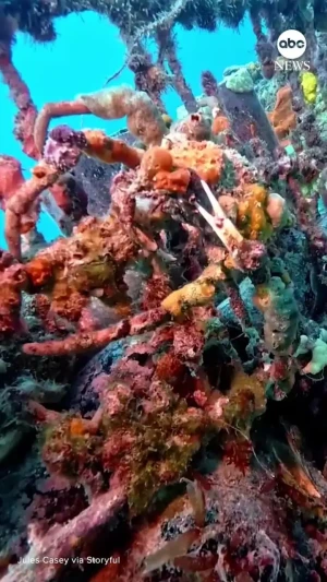 ببینید؛ کمک غواص به یک خرچنگ