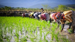 بیمه رایگان زنان سرپرست خانوار عشایر و روستایی