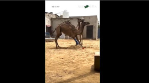 زندگی دوباره شتر پاکستانی با پای مصنوعی! + عکس