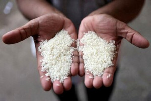 قاچاق برنج پاکستانی در کیسه ایرانی!
