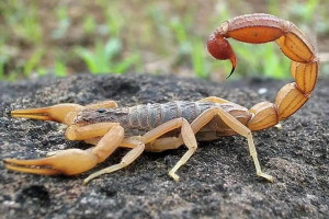 تعلل در اعزام، جان بردیا را گرفت