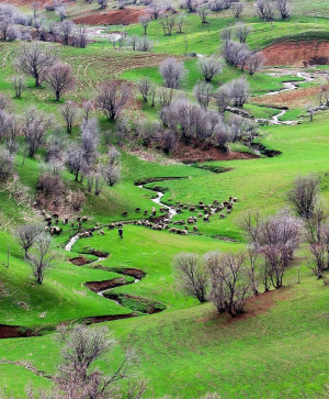 عکس/ رقص رنگها در طبیعت زیبای سرسبز سَرمَرغ حوالی خرم آباد