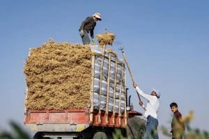 تصاویر؛ برداشت نخود در دلفان