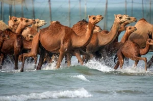 تصاویر؛ حمام شترها در خلیج فارس