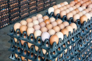 قیمت تخممرغ کاهش یافت؛ یک شانه تخممرغ چند؟