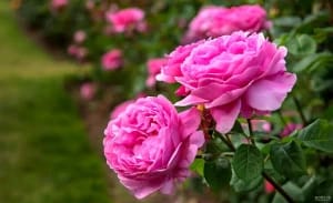 تفال به حافظ جمعه ۲7 تیر ۱۴۰۴؛به غیر از آن که بشد دین و دانش از دستم….