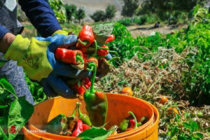 این روستا قطب تولید فلفل است | قنات ها تندی فلفل را تعیین می کنند