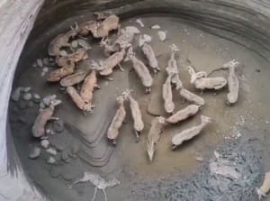 ساخت پلکان برای بره های تشنه در دمای ۵۰ درجه + فیلم