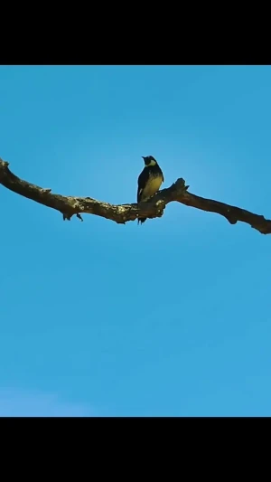 فیلم دفاع پرنده از لانهاش مقابل سنجاب