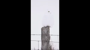فیلم چرخش ۳۶۰ درجه سر جغد