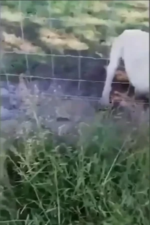 فیلم لحظه حمله شیر به دست مرد