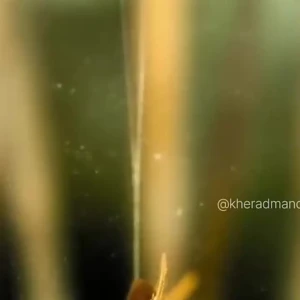 فیلم عنکبوتها چگونه با بالونینگ پرواز میکنند