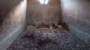 نجات ۱۷ رأس کل و بز وحشی گرفتار در آبانبار در طبس