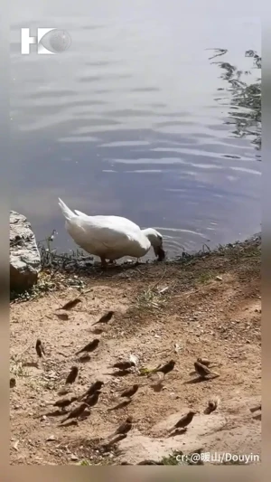 فیلم خورده شدن گنجشک توسط اردک