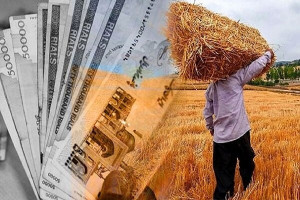دعوا بین سازمان برنامه و وزارت جهادکشاورزی بالا گرفت/ دعوای صوری یا روشی برای نپرداختن حق کشاورزان؟