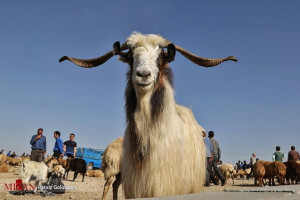 عرضه دام افزایش یافت؛ اما گوشت ارزان نشد!