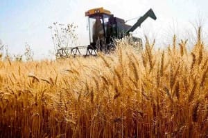 نیاز به واردات گندم یا تکرار سناریوی قدیمی مافیا؟ / بلایی که واردات بر سر کشاورزان آورد