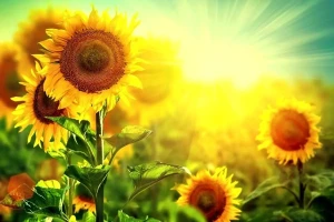 تفال به حافظ چهارشنبه 15 مرداد ۱۴۰۴؛نوبهار است در آن کوش که خوشدل باشی….