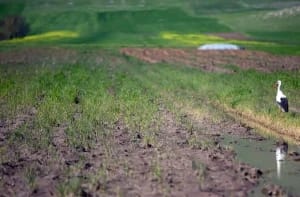 بحران کمبود آب در ایران؛ تالاب هشیلان خشک میشود