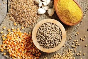 دلیل گرانی نهادههای دامی؛ گوشت و مرغ گران میشود؟