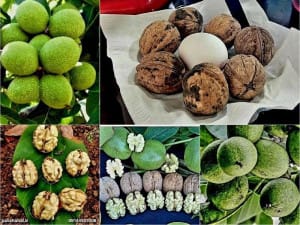 این ماده غذایی پرطرفدار برای درمان سرطان معجزه می کند