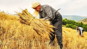 تاخیر در تعیین قیمت خرید تضمینی ؛آفتی بر جان خوشههای گندم / انتظار از وزارت جهاد کشاورزی و مجلس برای اقدام فوری