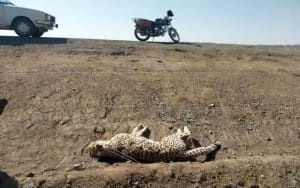 تمسخر بیرحمانه یوز ایرانی در جاده مرگ؛ ماجرا چه بود؟